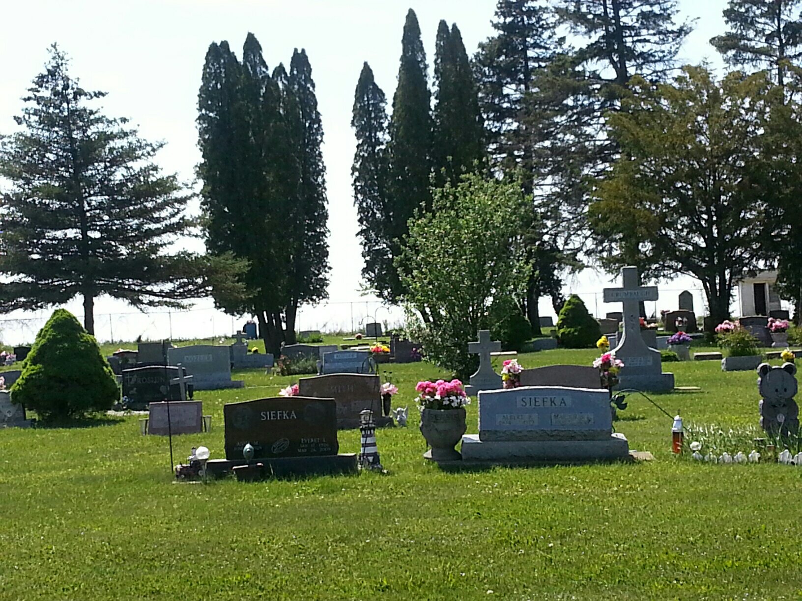 Trees and Tombs in Emersion Cemetery